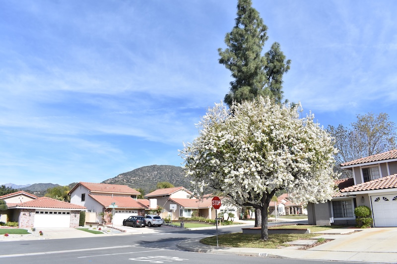 Suburban House And Tree In La Verne California rental market