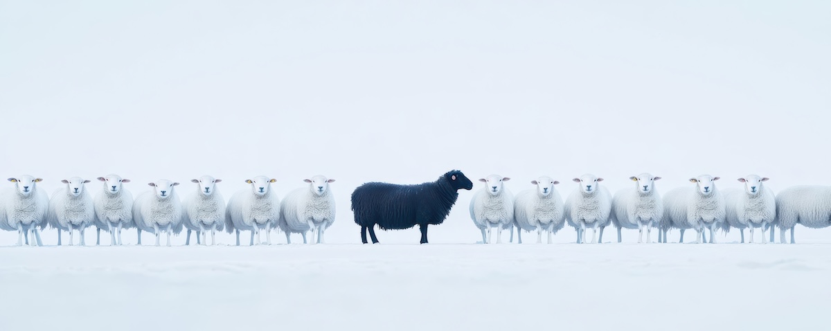 White sheep in precise formation, with a single black sheep in the middle, creating a strong visual contrast of identity, sheep contrast, symbolizing individuality